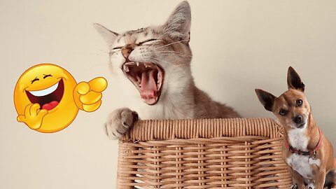 funny animals video😺😆😽🙀