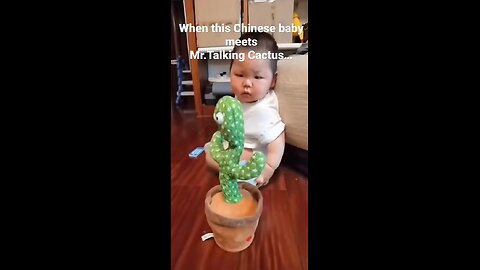 talking cactus |funny talk