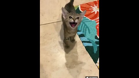 This cat has one of the best meows of all time 😊