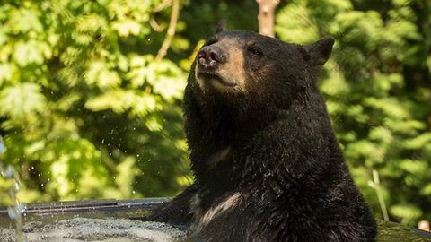 Oregon Zoo black bear dies suddenly of cardiac arrest