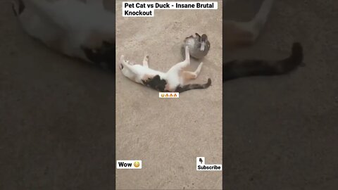 Pet Cat vs Duck - Insane Brutal Knockout #shorts #animals #cat #pets #duck #wildlife