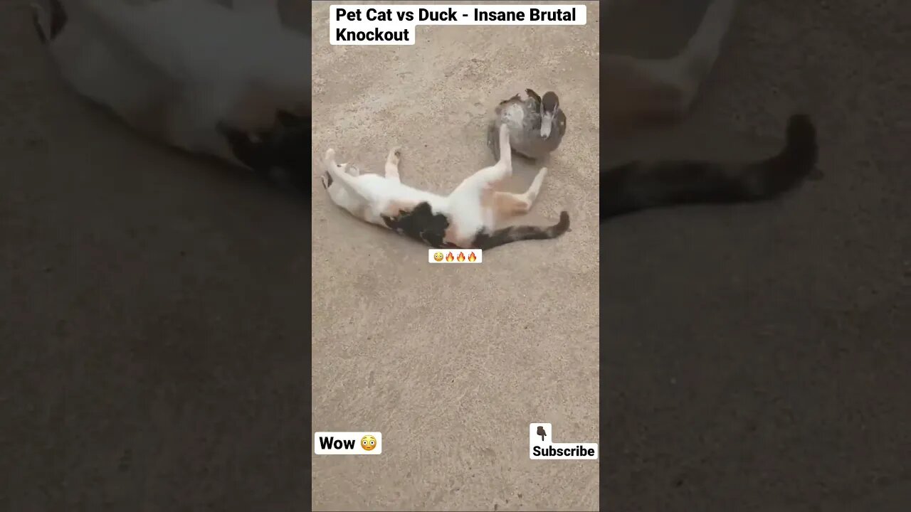 Pet Cat vs Duck - Insane Brutal Knockout #shorts #animals #cat #pets #duck #wildlife