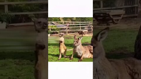 Baby kangaroo playing #shorts #kangaroo