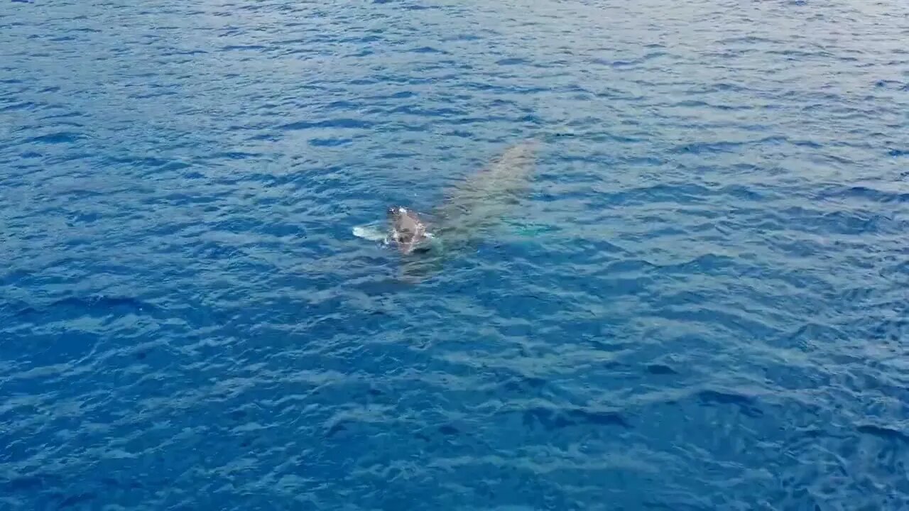 Tilt down over Pacific Ocean reveals whale and its calf