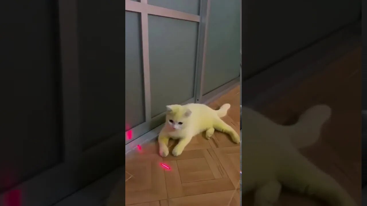 Gato tingido por açafrão