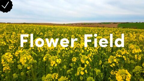 Rapeseed Flower Field / Europe - Drone Footage - Cinematic 4k Virtual Tour