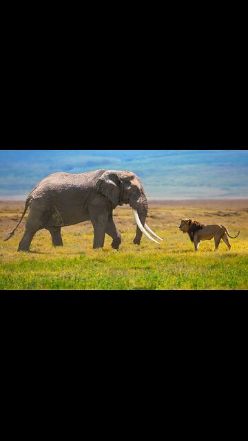 Lion Hunting The Elephant |شیر فیل را شکار کرد