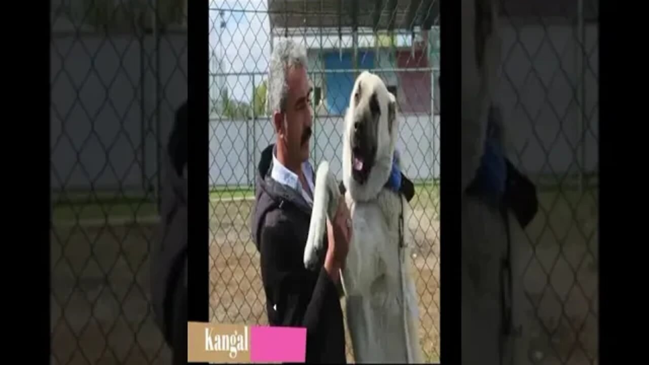 dog video