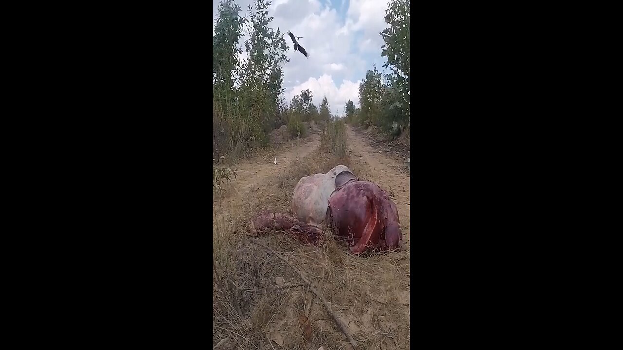 Vultures Swoop eaten Red deer in 60 second