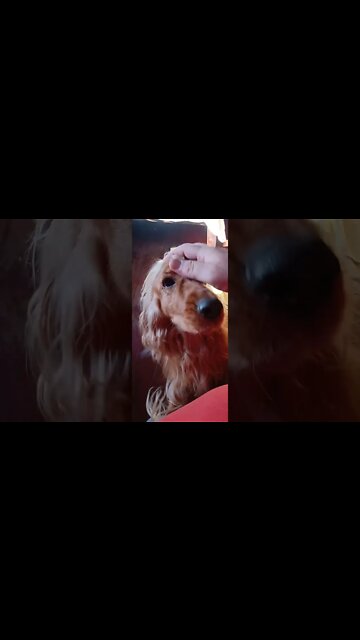 #dogshow, #amimals, #dogs, #shorts