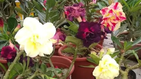 dicas de cultivo de rosa do deserto e belas flores