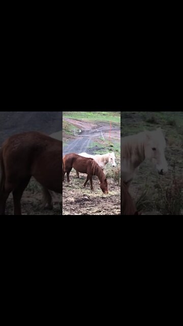 Brumbies eating hay