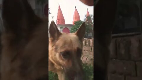 funny dog #ytshorts #rudrakrishna #dog #animals @rudrakhatanagurjjar #viral