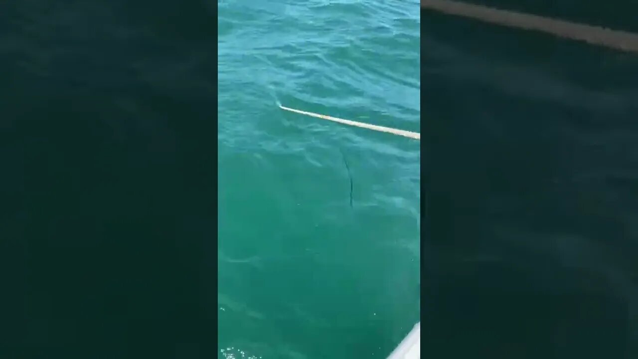 #jellyfish #saltwaterfishing #shorts #boating