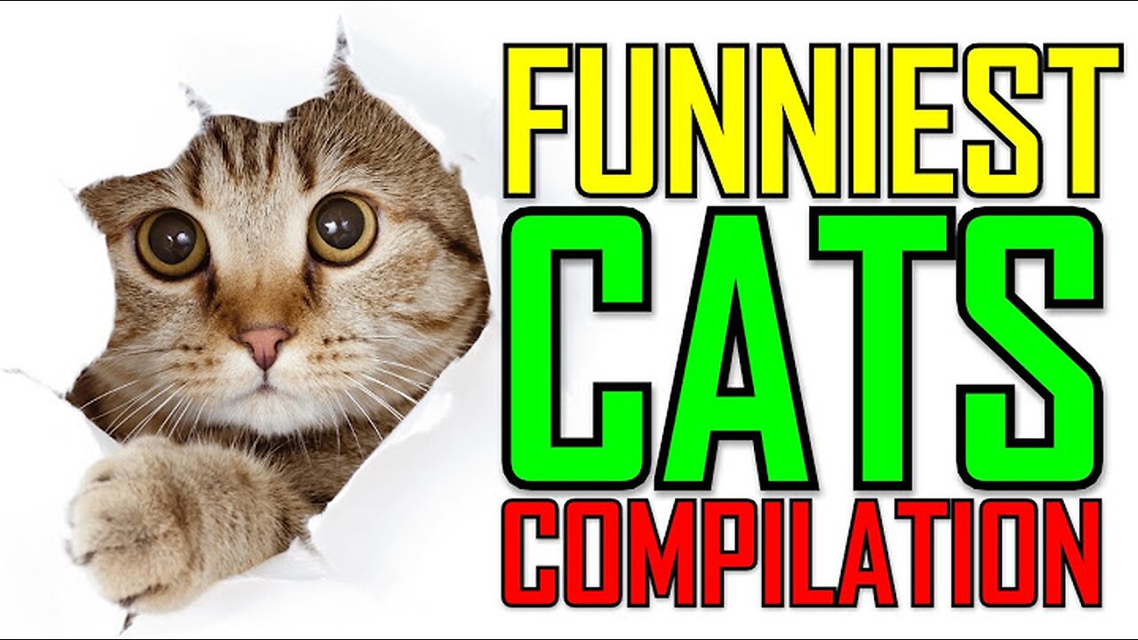 FUNNIEST CATS COMPILATION! A MUST SEE!