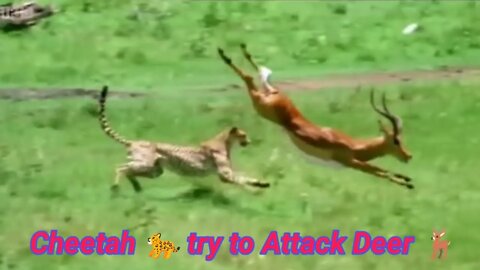 It's very Amazing and Incredible Scene Cheetah & Deer |2022|