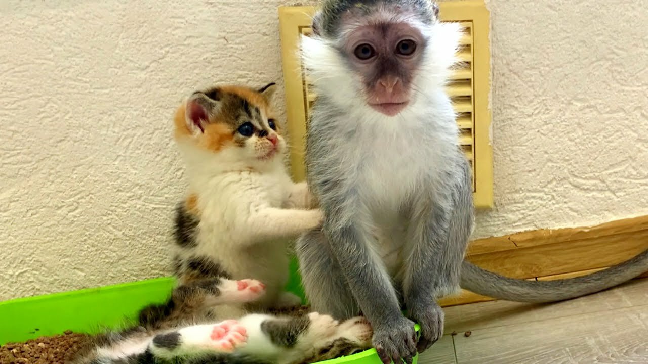 Kittens teach baby monkey how to use the toilet