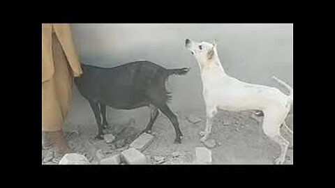 Black goat and dog meeting 1st time