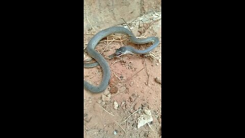 imaging snake try to eat himself tail