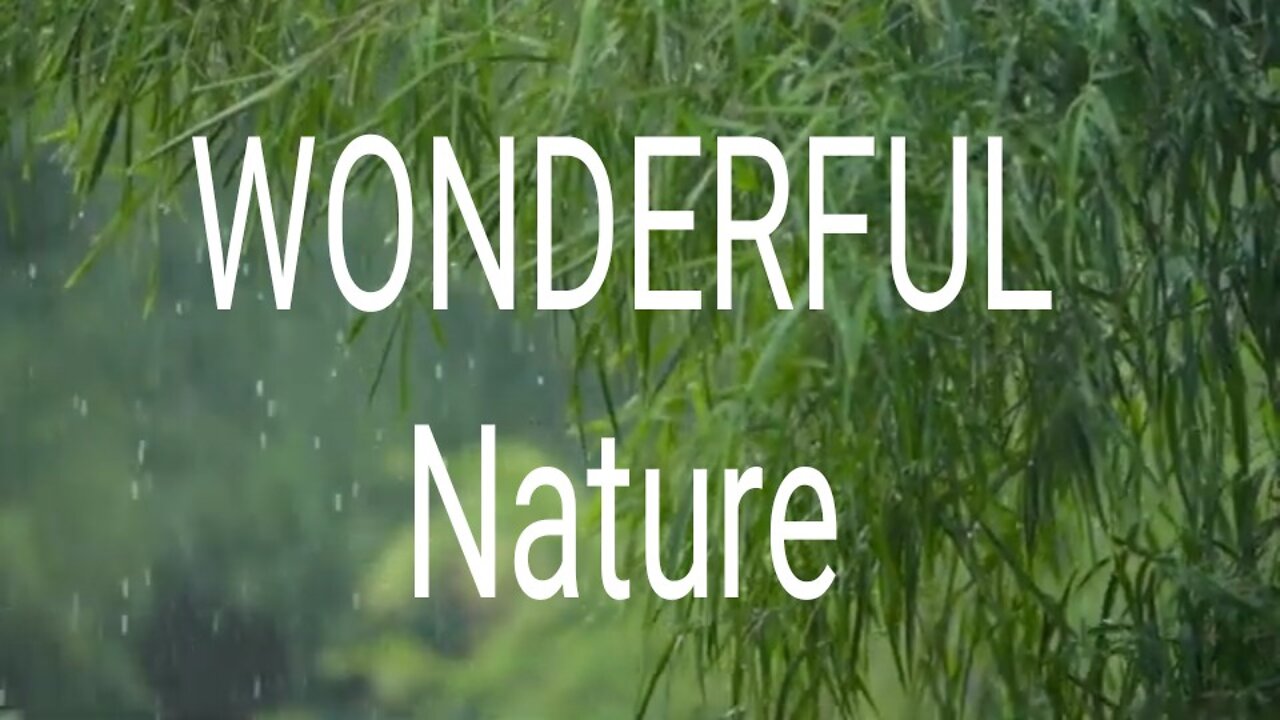 non copyright nature videos free copyright nature video nature video