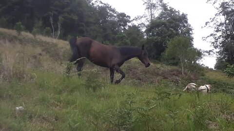 Young mare finishes her trail down from the rock and meets the dog on the way Part III