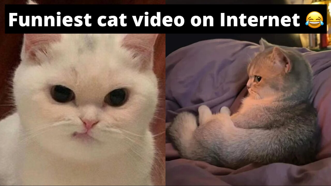 The funniest cat video on internet 😂