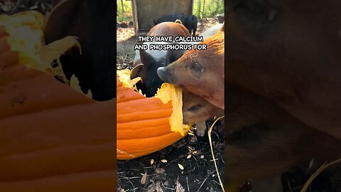 Feeding Free Pumpkins to Pigs #pasturedpigs #pigkeeping #farming #pig