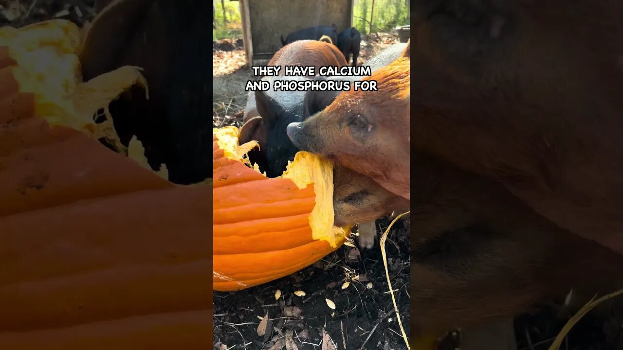 Feeding Free Pumpkins to Pigs #pasturedpigs #pigkeeping #farming #pig