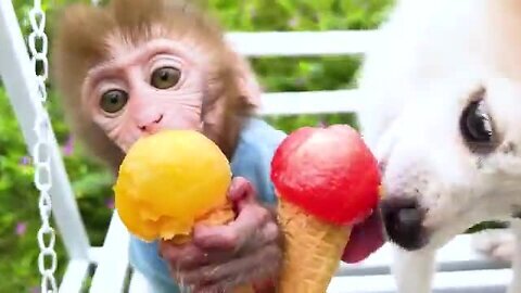Monkey Baby Bon Bon bathed in the bathroom and ate watermelon with his son by the pool