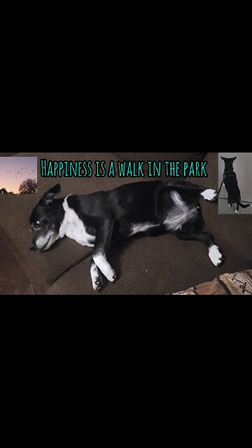 A Senior Dogs Walk In The Park