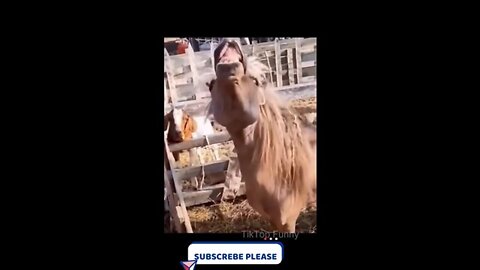 Funny video |Try Not To Laugh