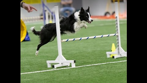 Amazing dog performs stunts and CPR