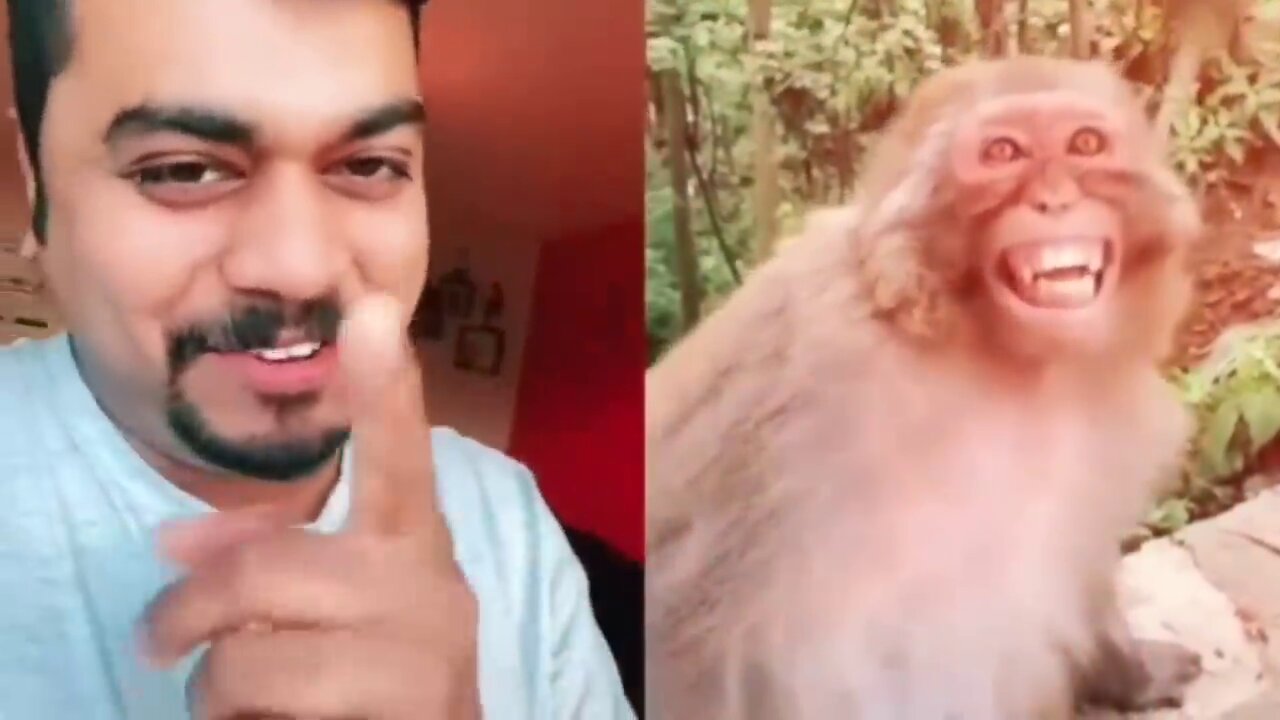 Troll Prank Dog Funny & fake Lion and Fake Tiger Prank To dog & Huge Box Prank to dog