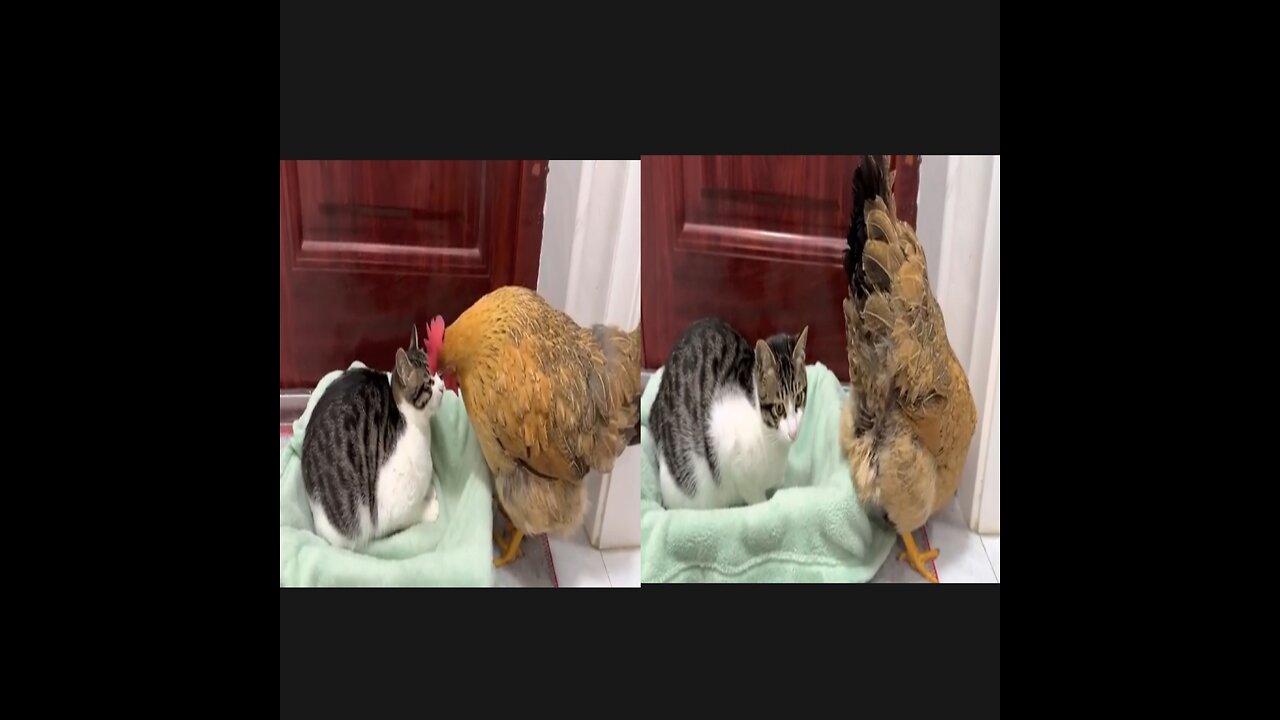 Watch Chicken and Cat Fight