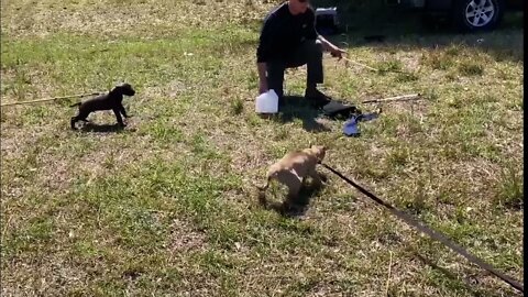 A couple of pups from American Sentinel K9