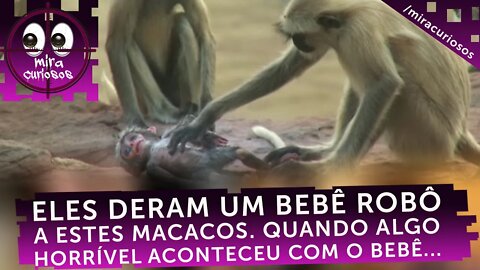 Deram um bebê robô a estes macacos. Quando algo lamentável aconteceu com o bebê, fiquei emocionado