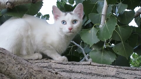 Our Cats #17: Cats on Cottonwood Tree at Sunset