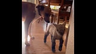 Farm Dog Raises A Rejected Lamb