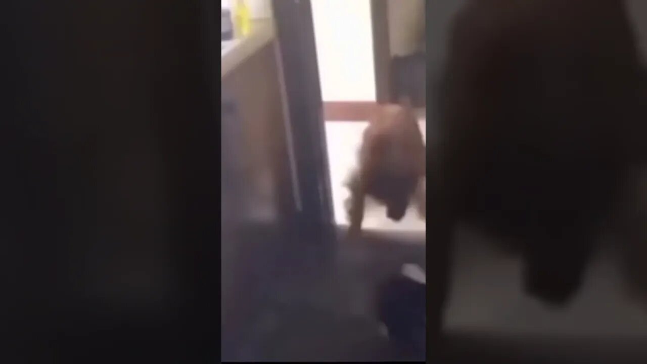 cat #doing #betta than #manutd and #cr7 #together ⚽️