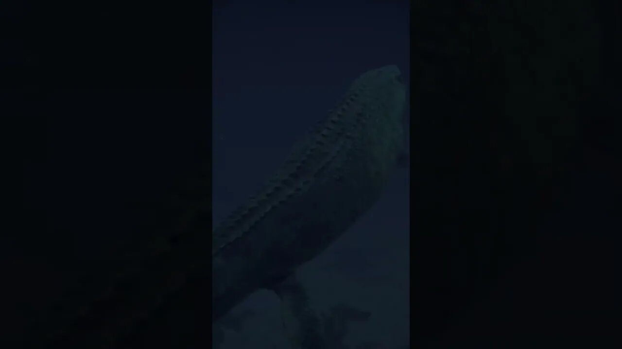 (Jurassic World Evolution 2) Mosasaurus