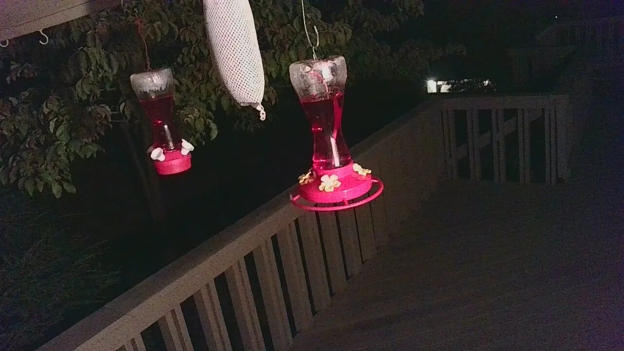 Live Bird Feeder Sept 8 2021 "Frogs All night" Asheville NC. In the mountains.