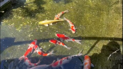 koi Fish