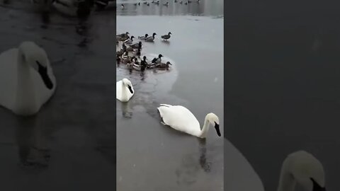 Icebreaker Swan Clears Path