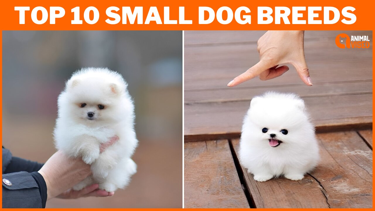 Top 10 Best Small Dog Breeds in the World: Revealing Tiny Titans of Cuteness! | Animal Vised