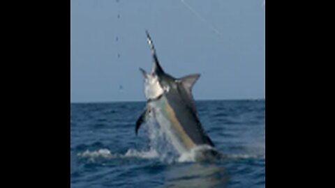 MONSTER Black Fishing