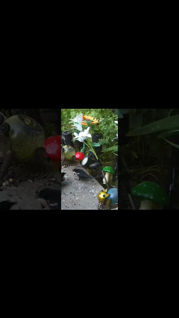 Red Winged Blackbird Fight #Shorts 🌳