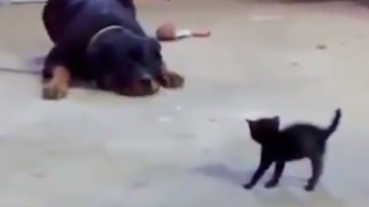 little cat fight big dog