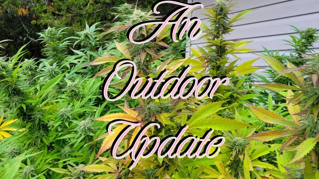 An Outdoor Update #MarsHydro #TSW2000 #RootedLeaf
