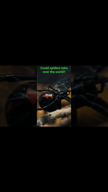 Are Spiders Taking Over?