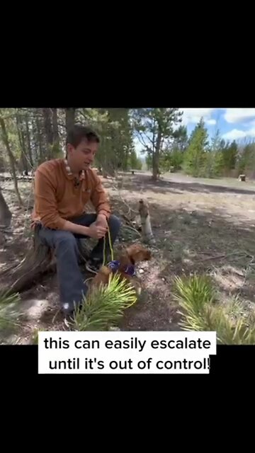 How to Stop Your Dog from Barking at EVERY. SINGLE. THING. #dogtraining #dogtrainer #puppytraining